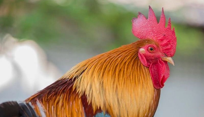 Mồng gà đỏ khỏe là biểu tượng của sức mạnh và sự tự tin trên sới đấu - Cách chọn mồng gà đá