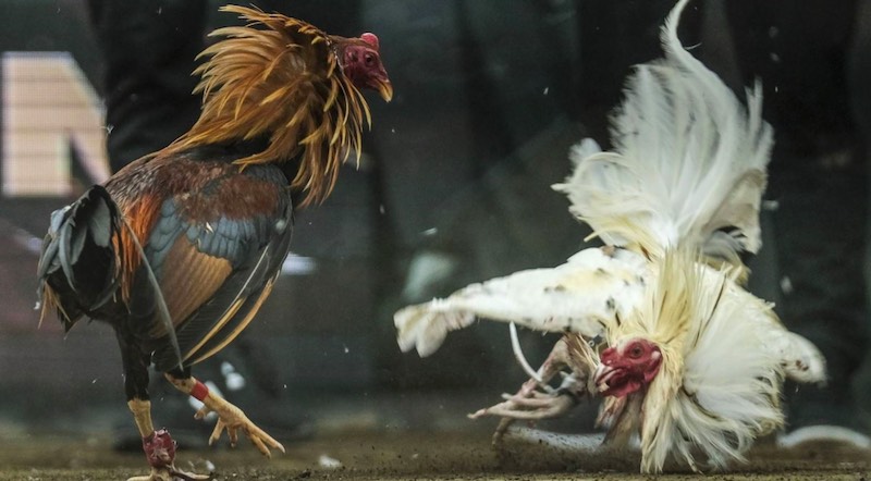 Mỗi gà chiến được rèn đòn riêng như đá mé